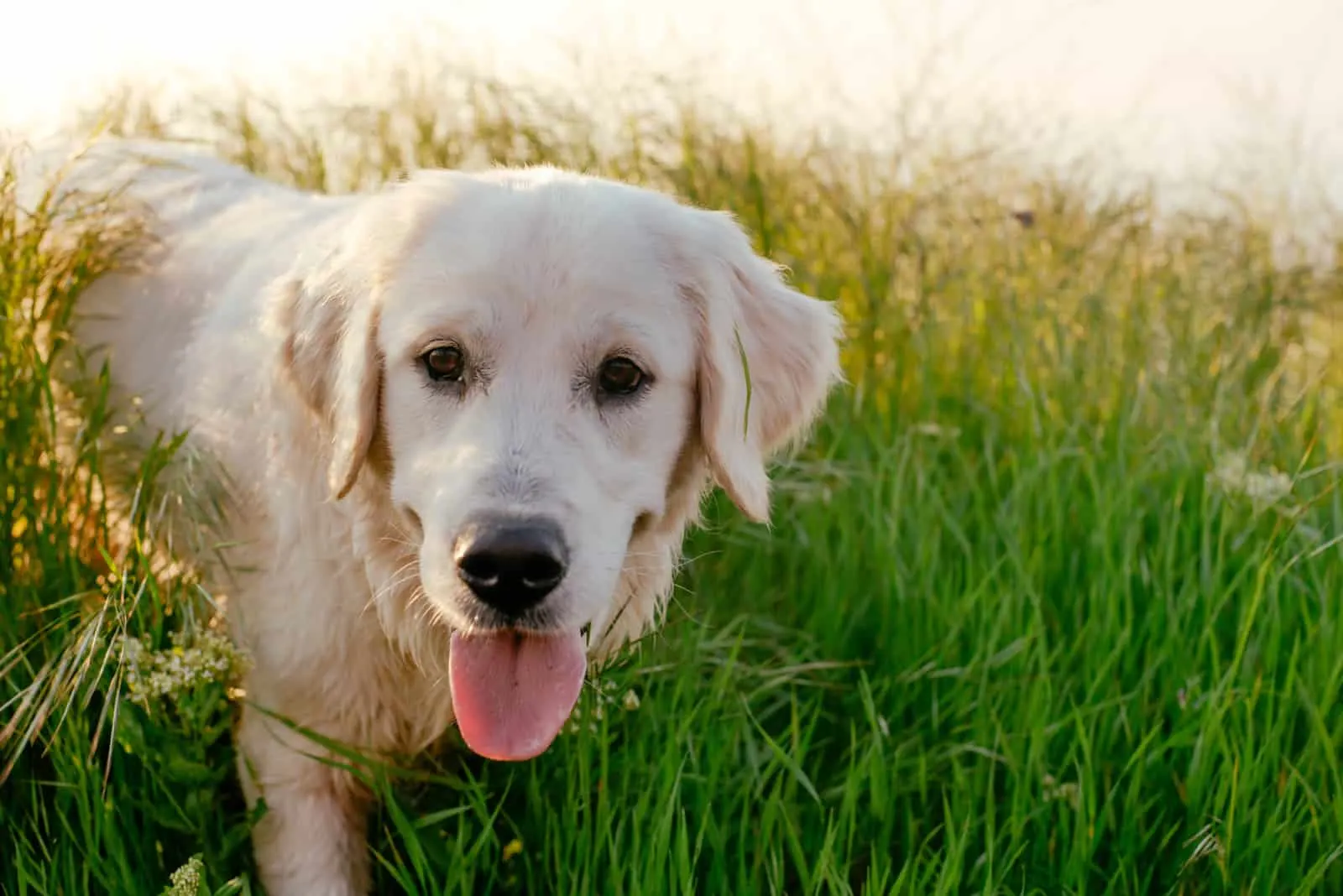 Porträt eines Labrador Retrievers in hohem dichtem Gras
