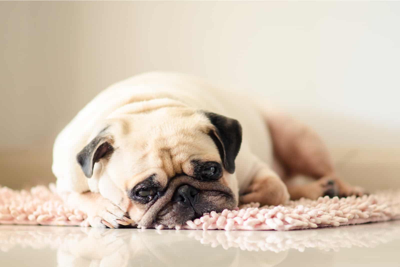 Schläfriger fetter Mops Hund lügt