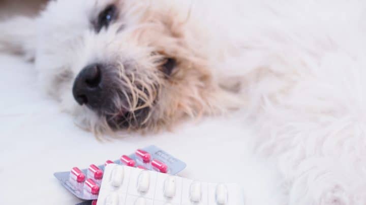 Schmerzmittel Hund Arthrose – Was wirklich bei Arthrose hilft