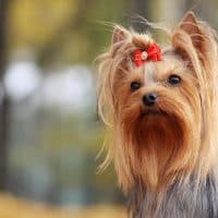 Yorkshire Terrier liegt auf den Blättern