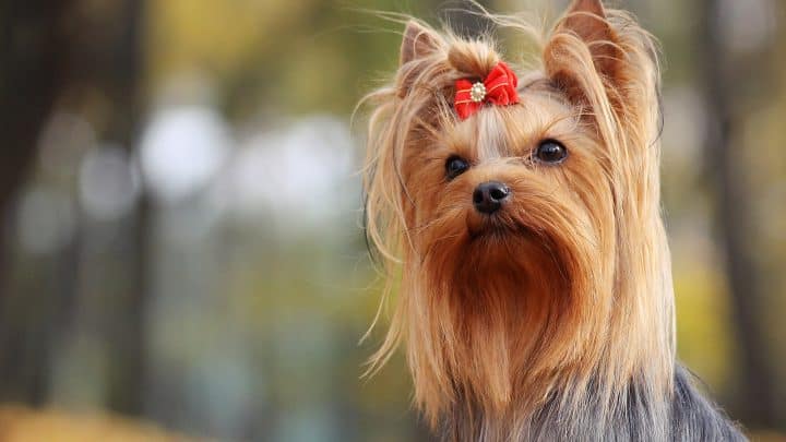 Schöne, lustige und ausgefallene weibliche Hundenamen
