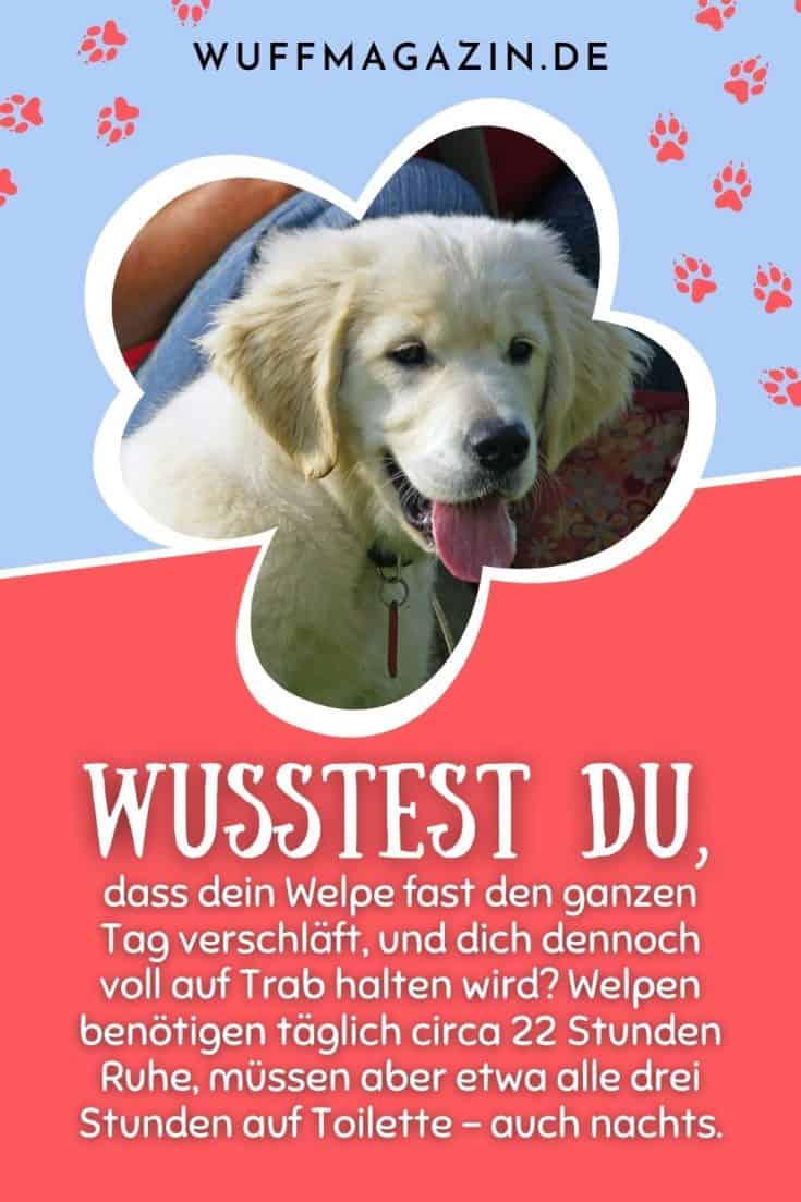 Tagesablauf Welpe Eingewöhnung und optimale Tagesroutine eines Welpen