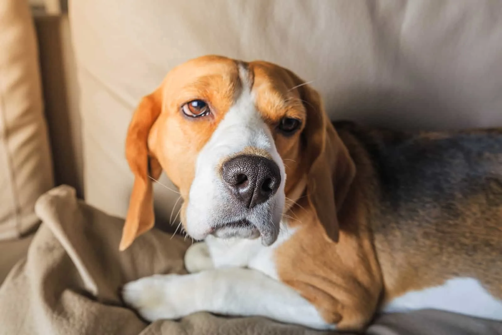 Trauriger müder Beagle-Hund auf Sofa