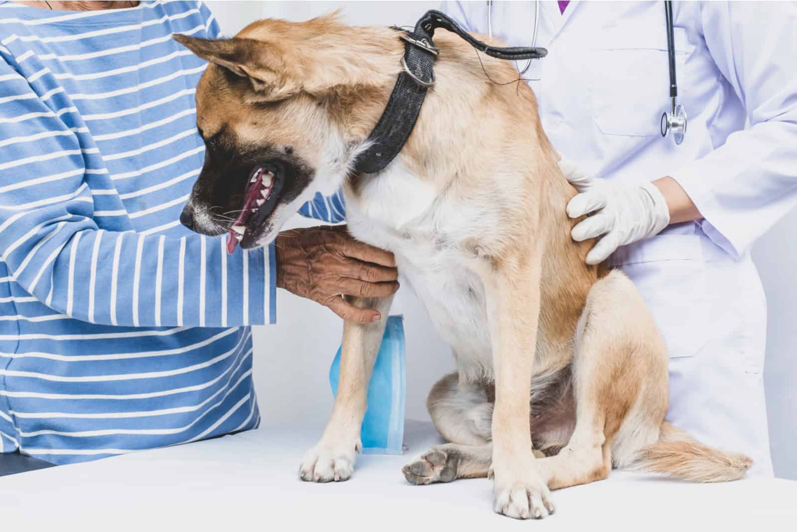 alter Hund bei Untersuchung beim Tierarzt