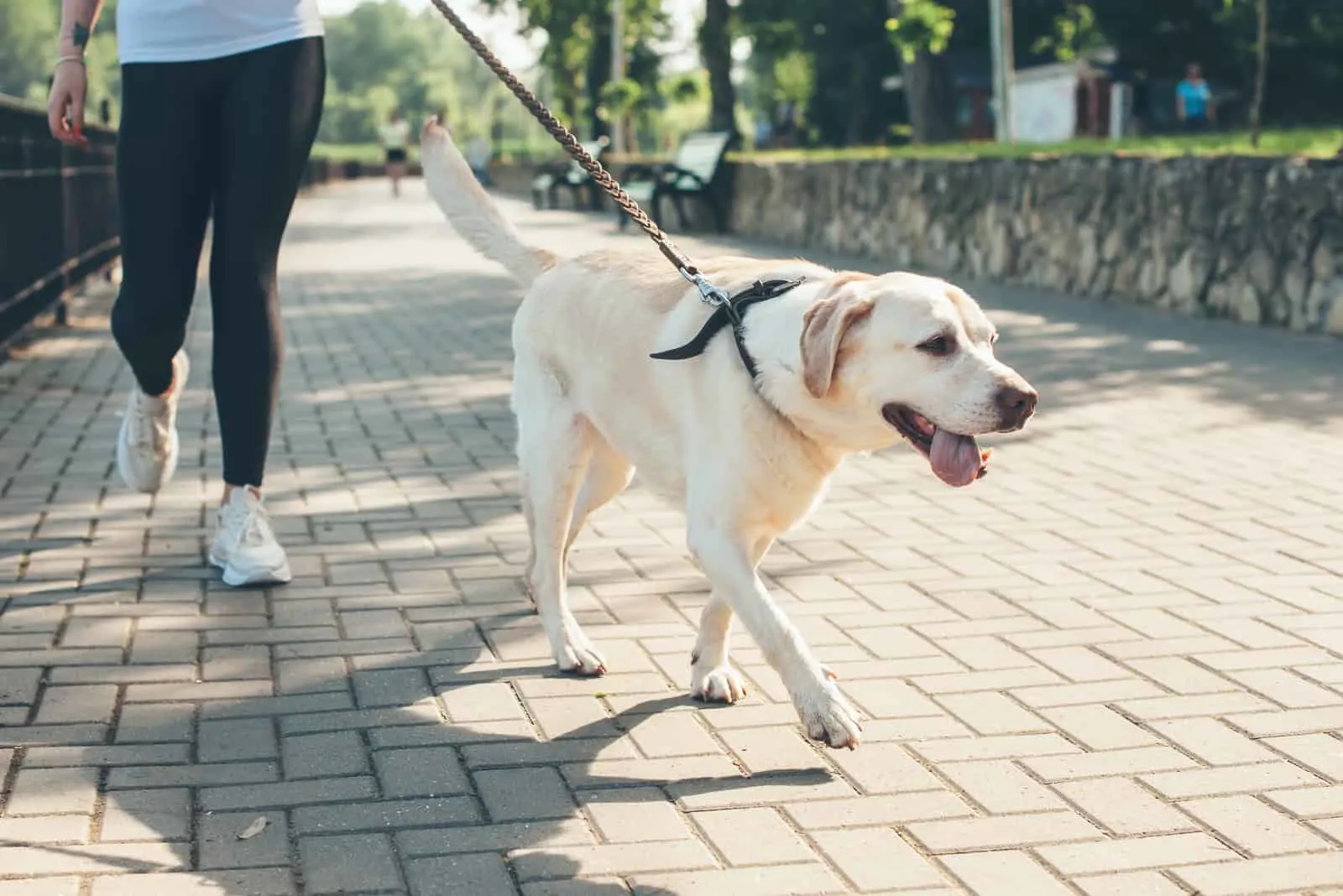 der Besitzer auf einem Spaziergang mit seinem Labrador