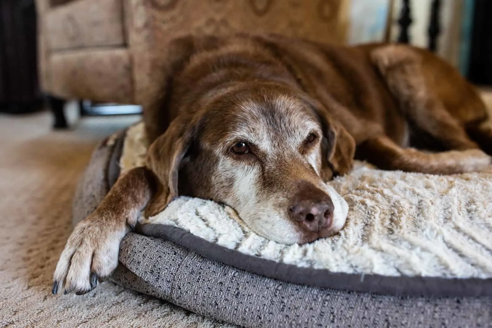 ein müder alter Hund, der auf seiner Matte liegt