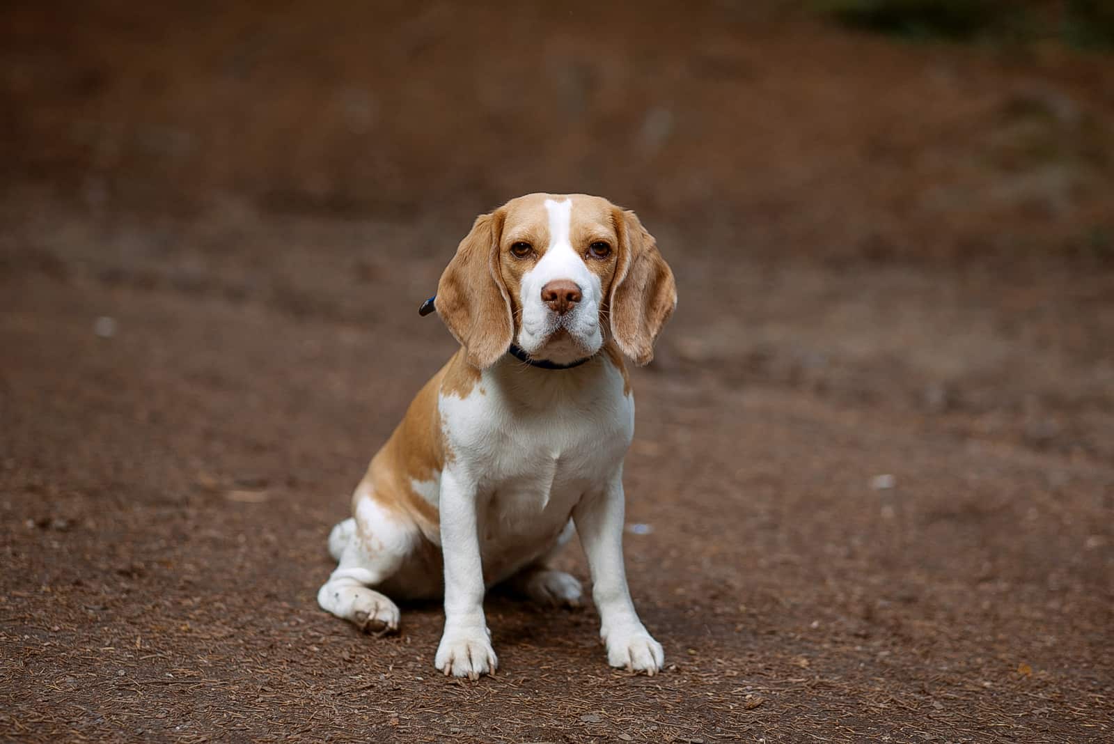 niedlicher Beagle-Hund sitzt auf einer Straße