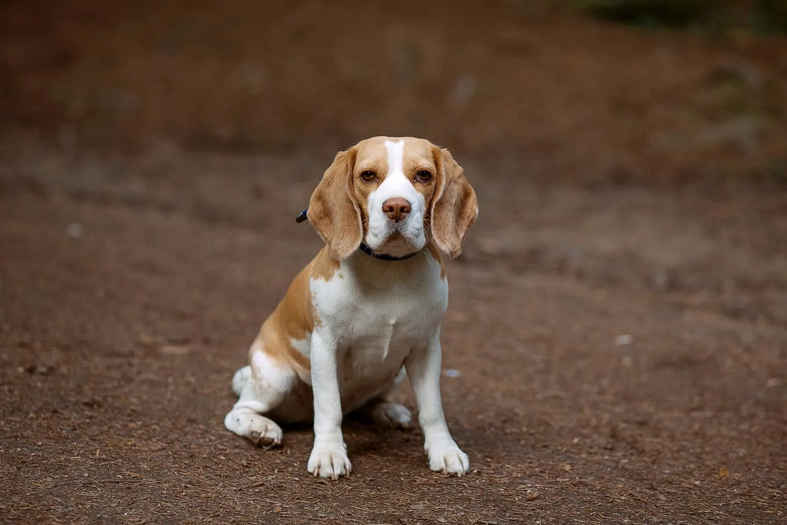 niedlicher Beagle-Hund sitzt auf einer Straße