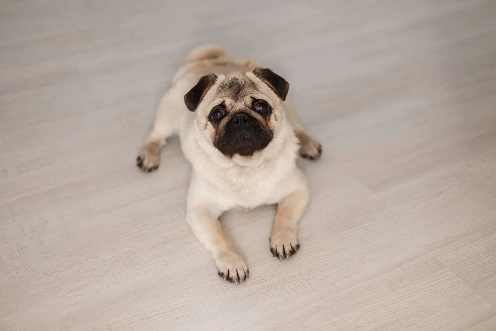 pug Hund auf dem Holzboden liegen
