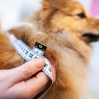 Maßband an einem Hund
