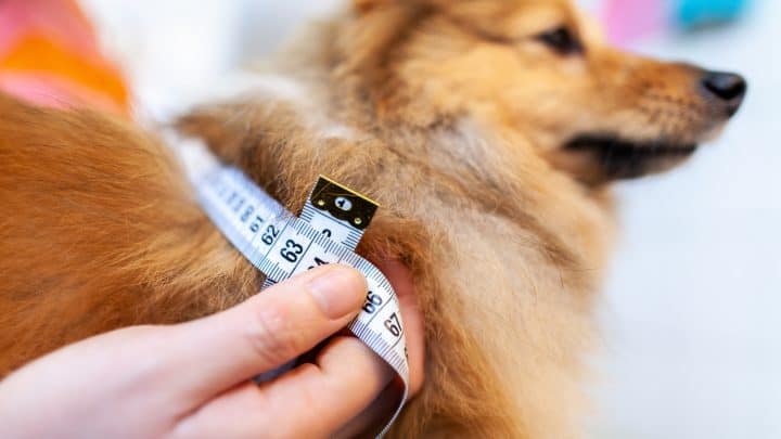 Die Größe von deinem Hund messen: Die verschiedenen Möglichkeiten