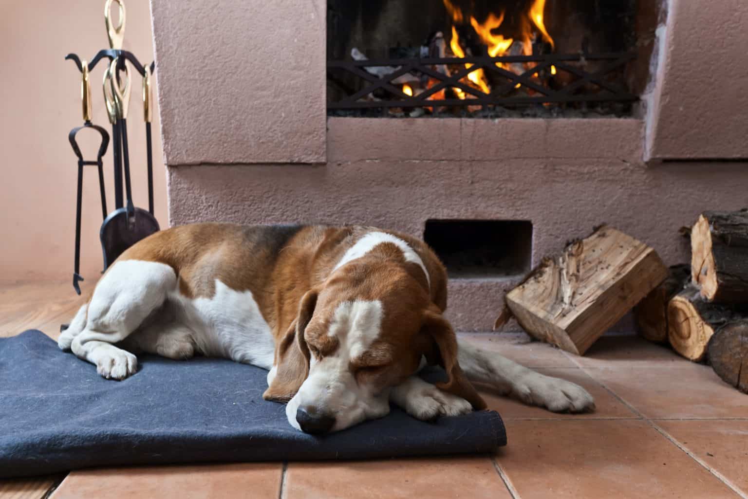 Hund zittert im Schlaf Was ist die Ursache und wie kann ich ihm helfen?