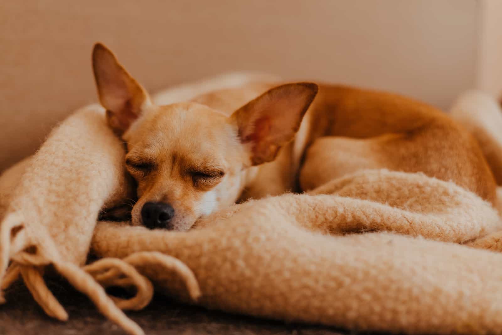 Hund schläft in Wolle gemütlich kariert zu Hause