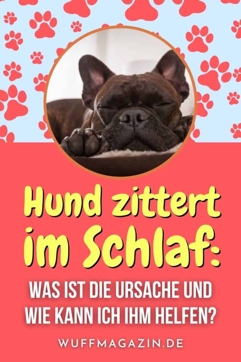 Hund zittert im Schlaf Was ist die Ursache und wie kann ich ihm helfen?