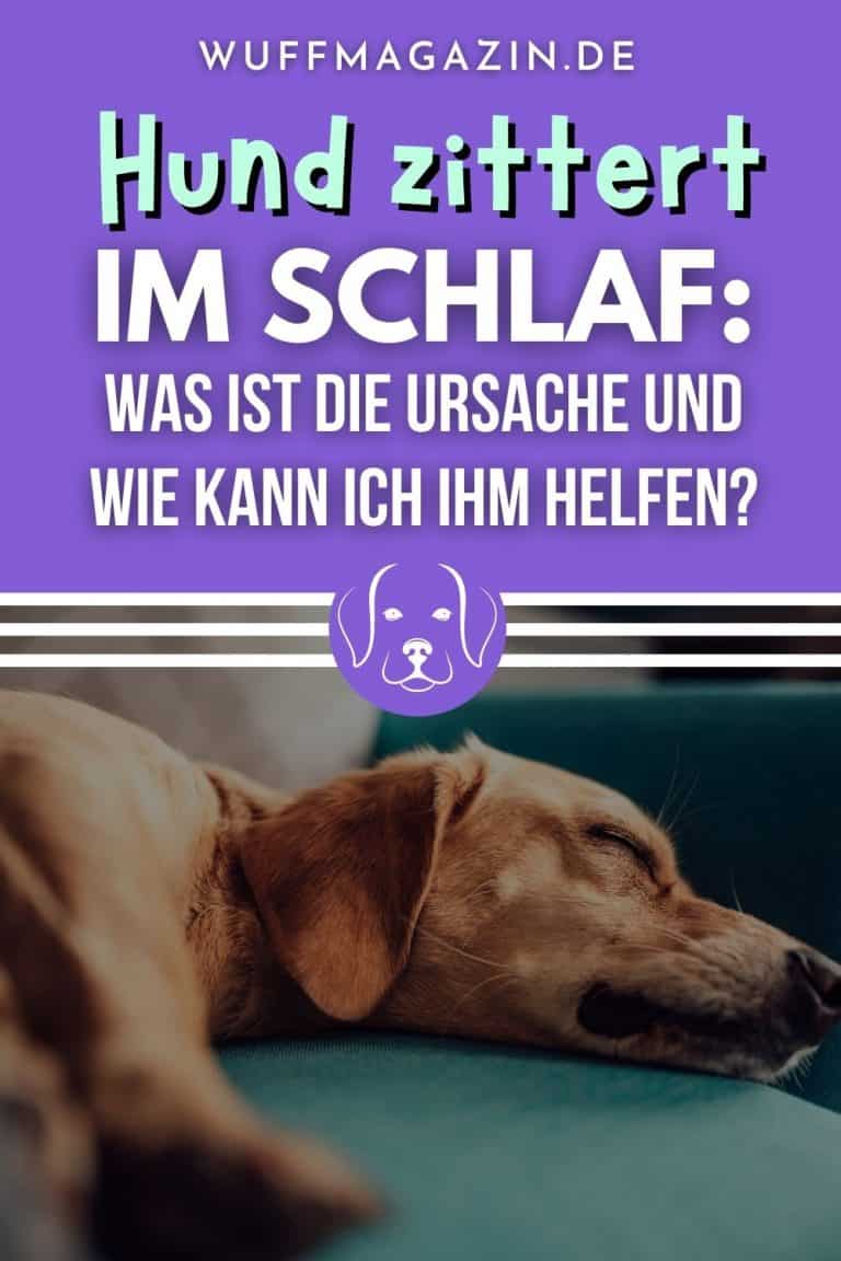 Hund zittert im Schlaf Was ist die Ursache und wie kann ich ihm helfen?