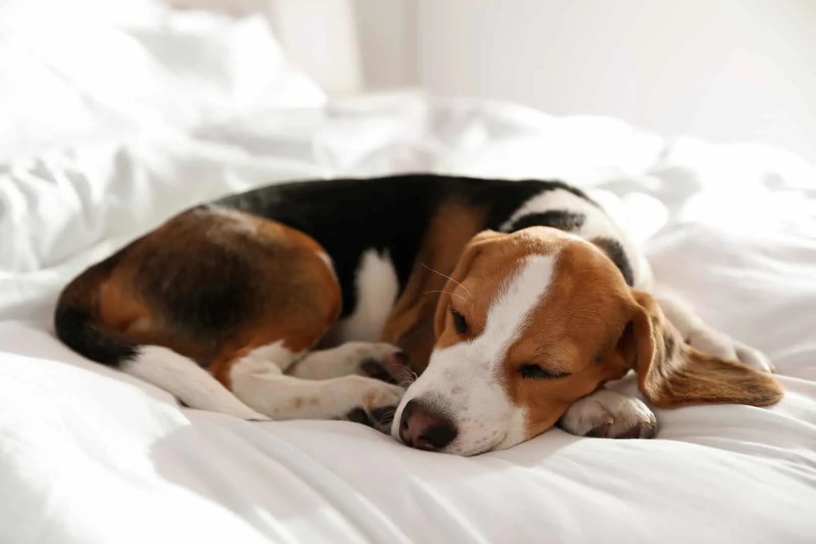 Schlafender Beagle zu Hause