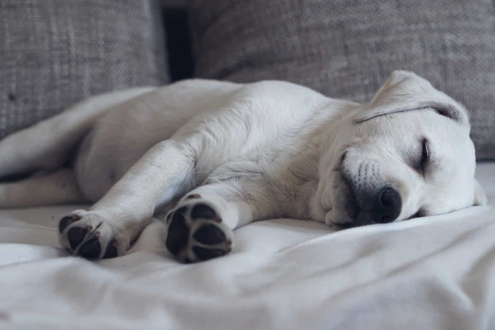 Süßer süßer Labrador-Hündchen, der auf der Couch in seinem Bett schläft