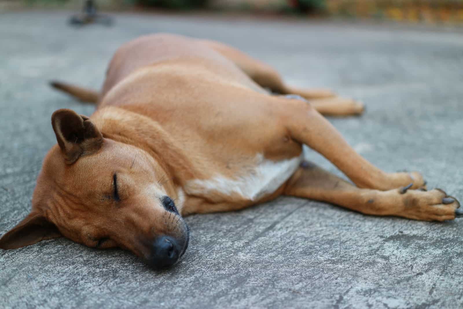 braunhaariger Hund schläft auf einer Straße im Freien
