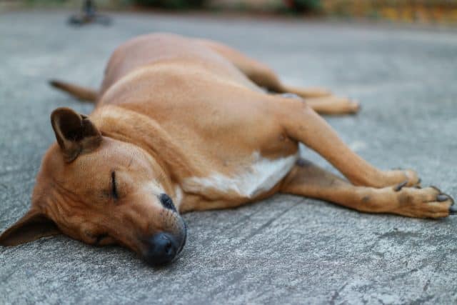 Hund zittert im Schlaf Was ist die Ursache und wie kann ich ihm helfen?