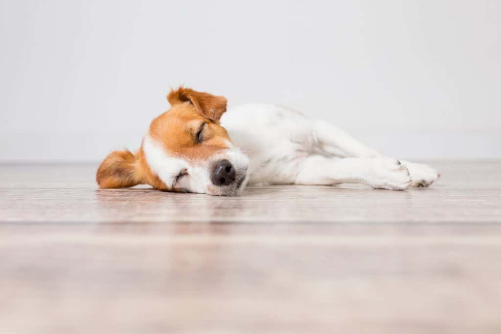 Hund zittert im Schlaf Was ist die Ursache und wie kann ich ihm helfen?