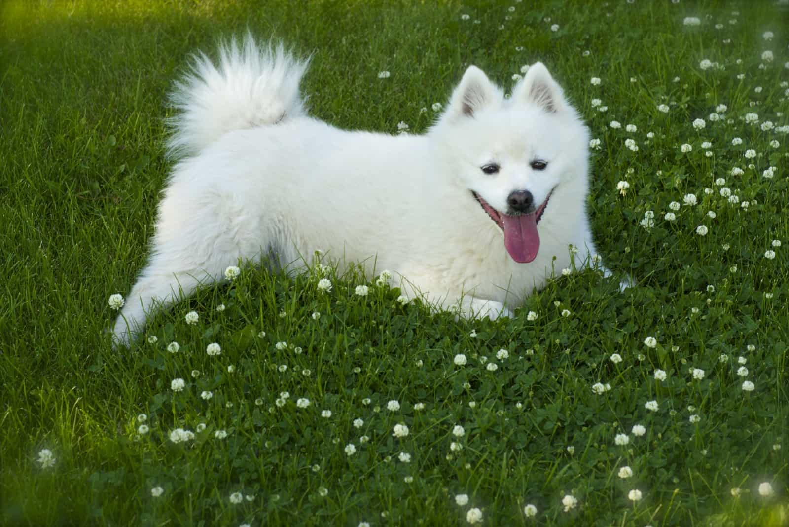Amerikanischer Eskimohund auf dem Gras