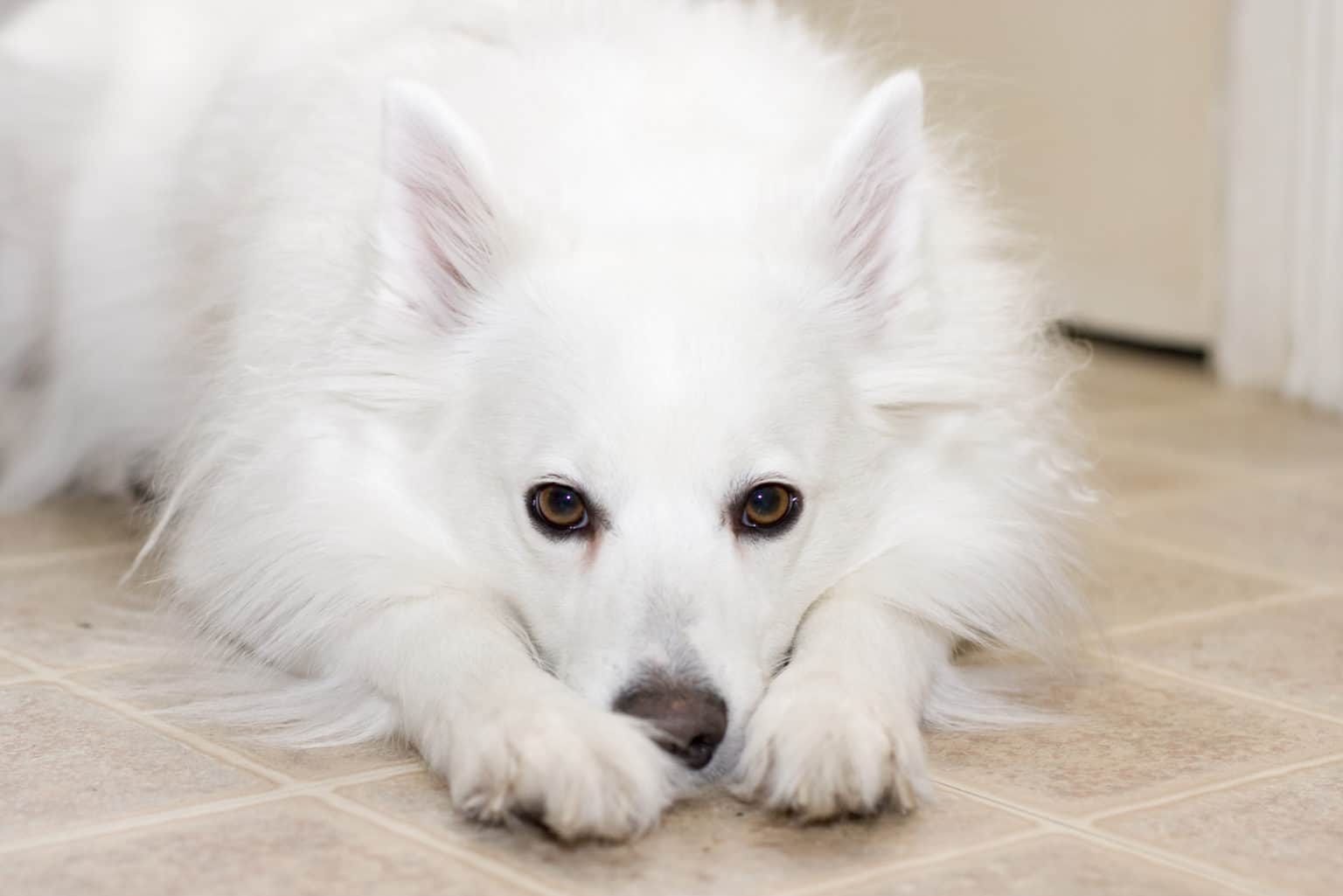 Der American Eskimo Hund Rasseportrait