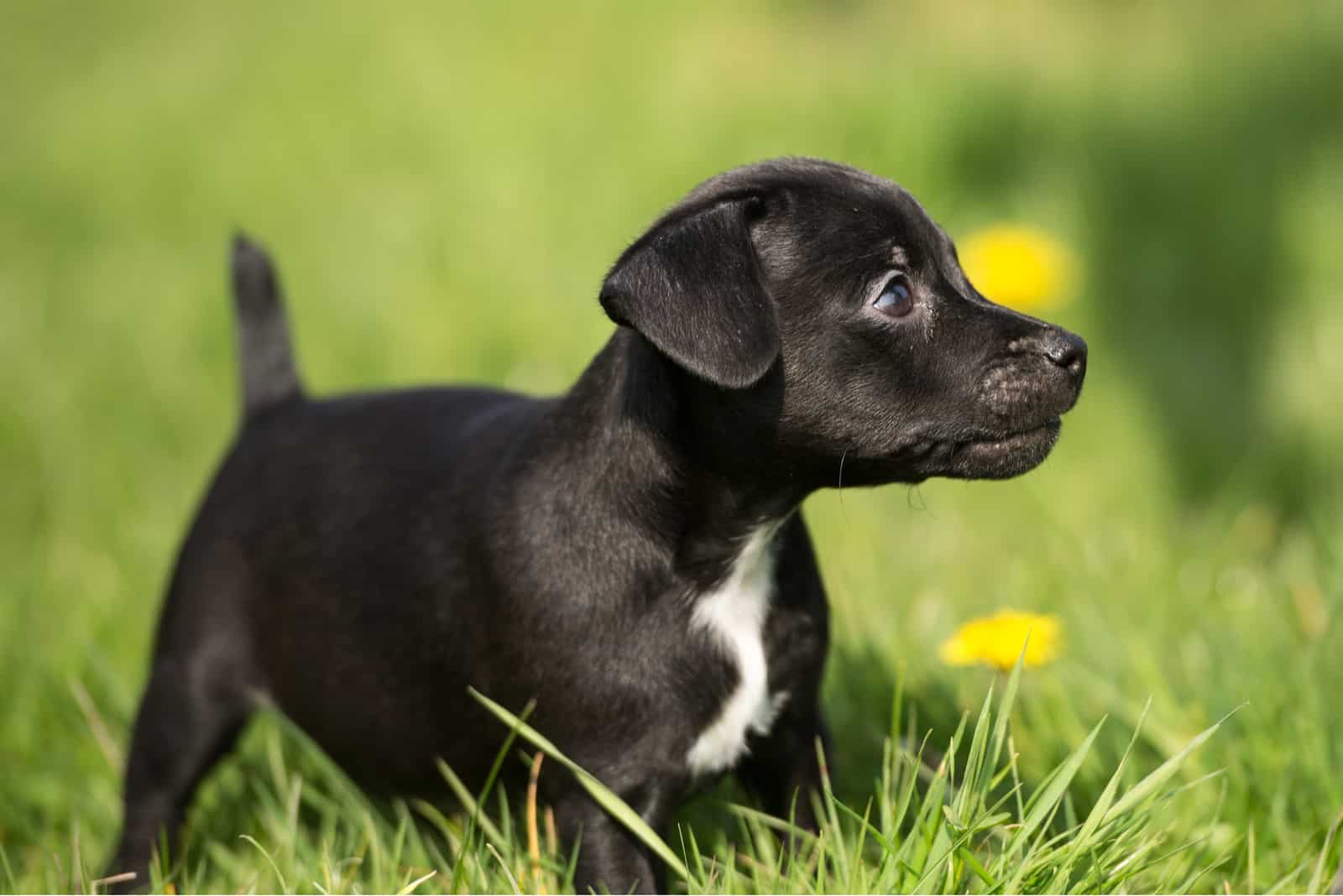 Black Patterdale Terrier Welpe im Frühlingsgras