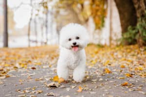 Bichon Frise Hund im Freien