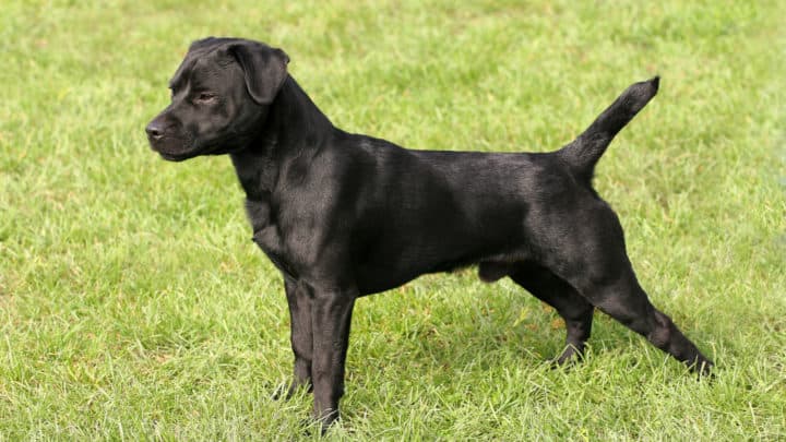 Der Patterdale Terrier – Aussehen, Charakter, Pflege und Beschäftigung