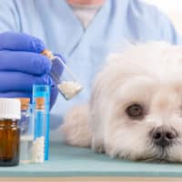 Tierarzt hält homöopathische Globuli für einen kleinen Malteser