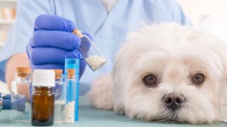 Tierarzt hält homöopathische Globuli für einen kleinen Malteser