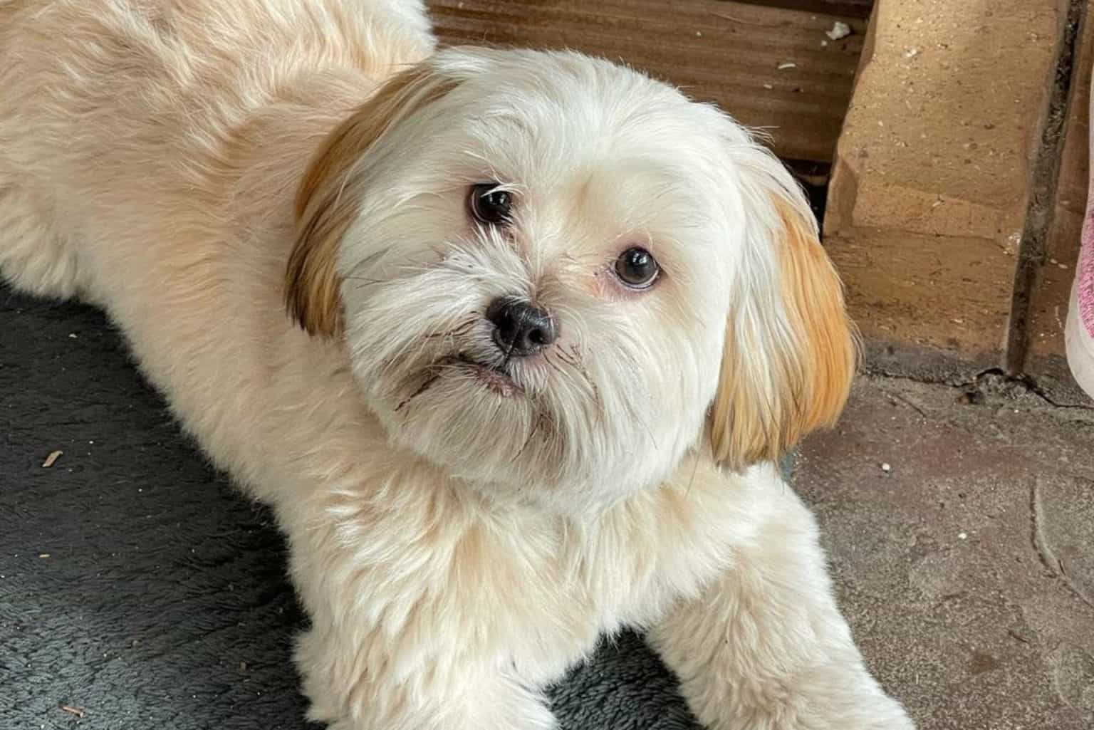 Der Kyi Leo Aussehen, Charakter, Pflege und Erziehung