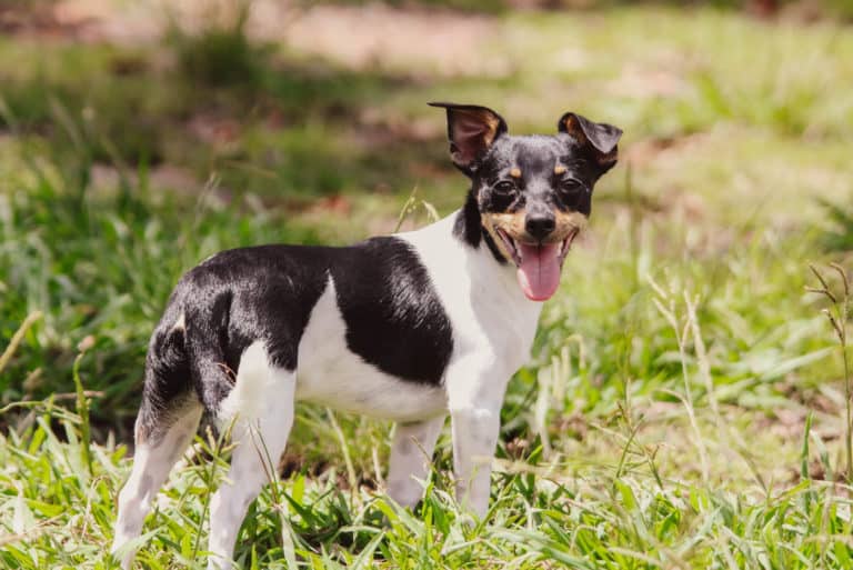 Wann ist ein Hund ausgewachsen?