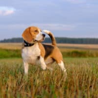 Hund Beagle auf einem Spaziergang frühmorgens bei Sonnenaufgang