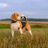 Hund Beagle auf einem Spaziergang frühmorgens bei Sonnenaufgang