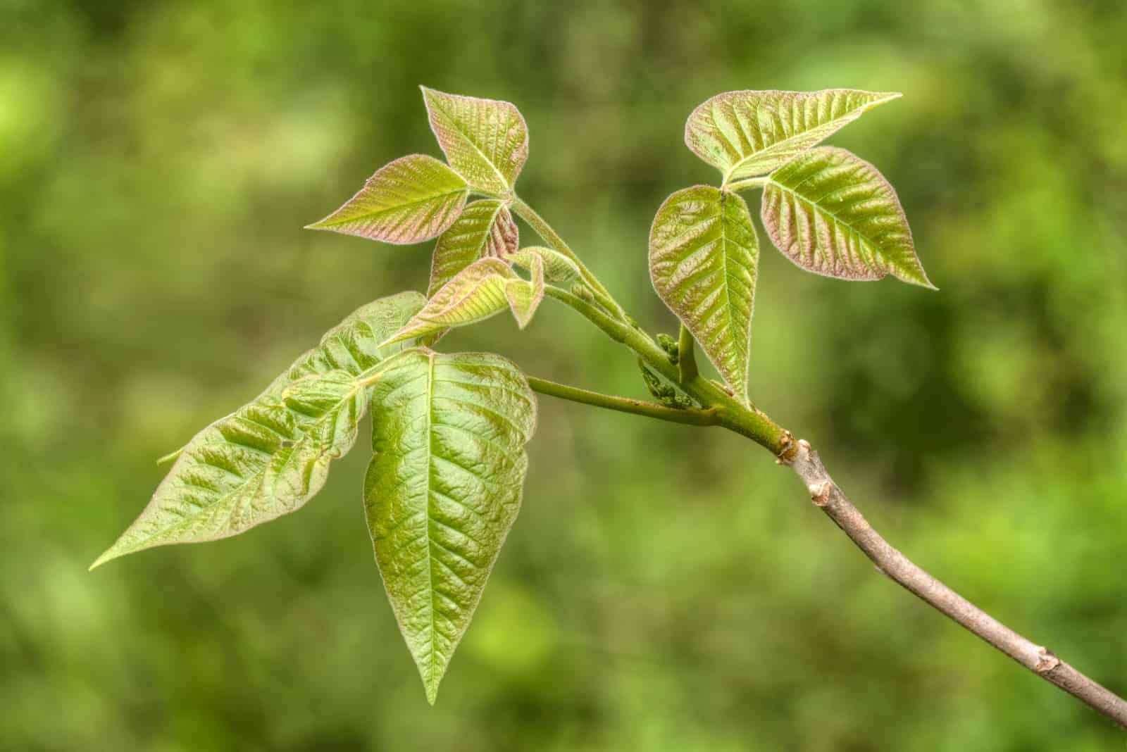 homöopathische Pflanze Rhus toxicodendron