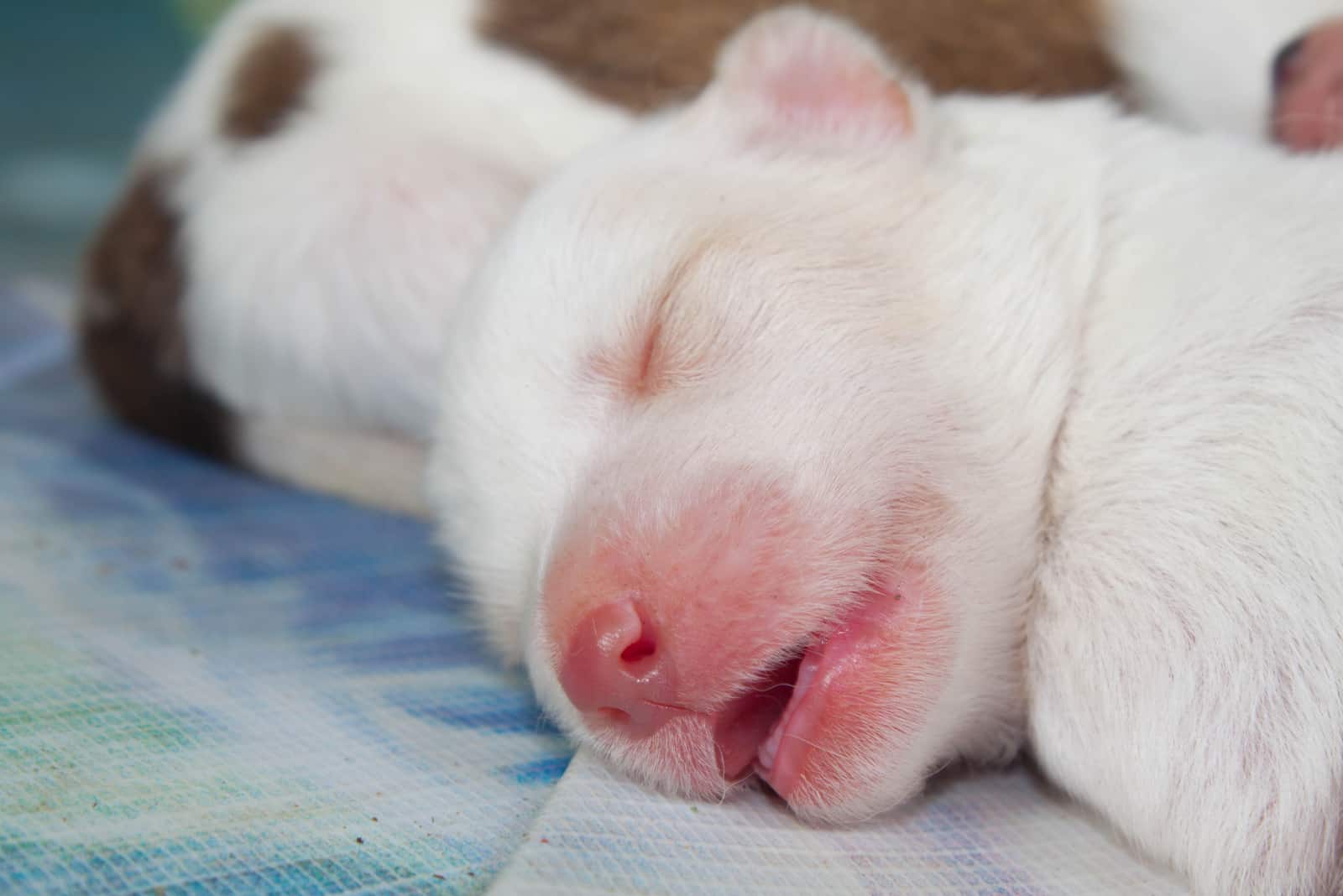 weißer hund neugeborenes schlafen