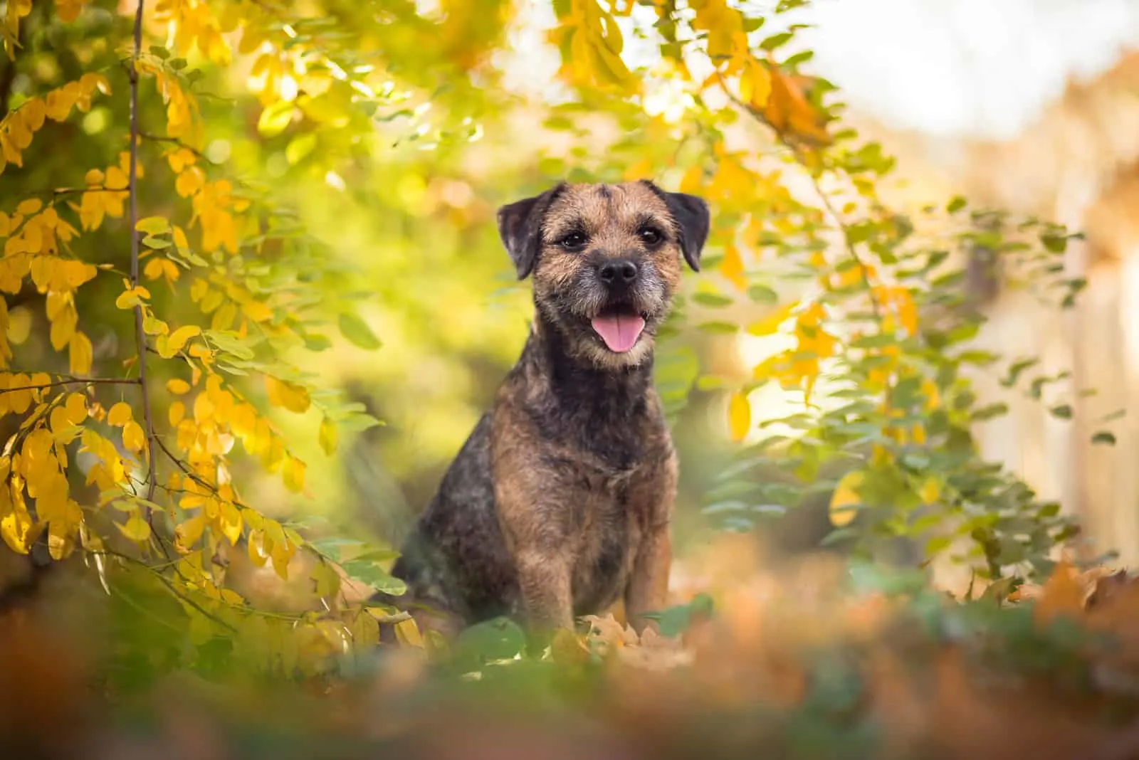 Border Terrier Hund im Wald