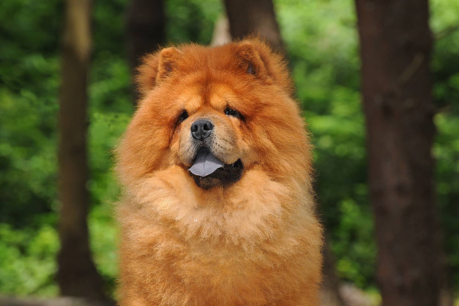 Chow-Chow-Hund im Wald