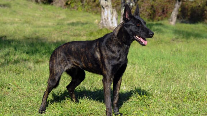 Holländischer Schäferhund: Rasseportrait