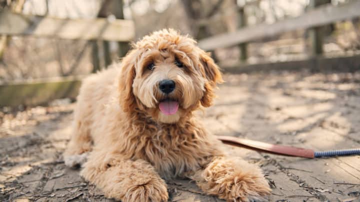 Hund Locken – Diese Hunde überzeugen mit ihrer Lockenpracht