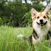 reinrassiger walisischer Corgi-Hund im Freien im Gras