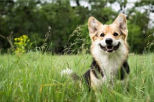 reinrassiger walisischer Corgi-Hund im Freien im Gras