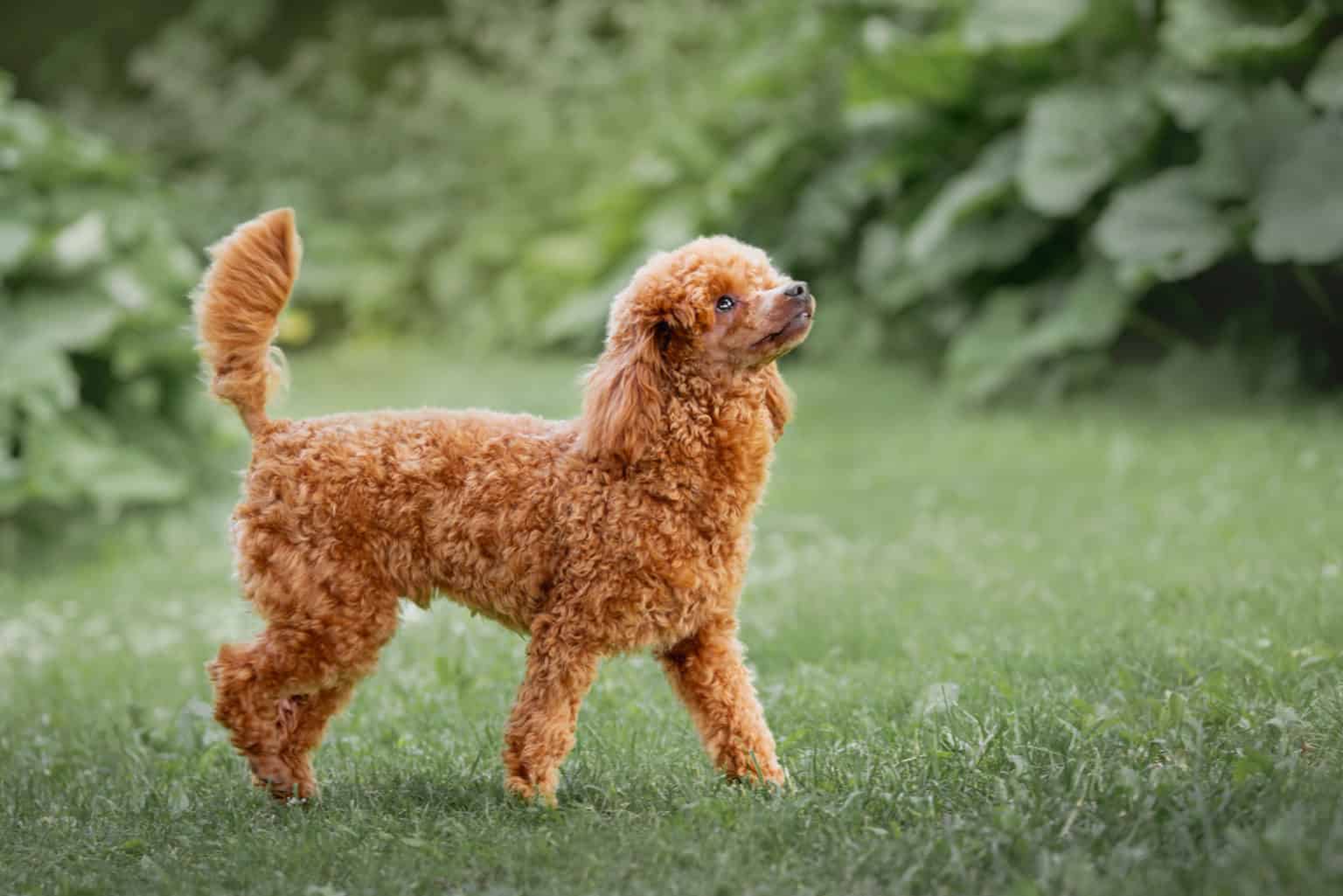 Hund Locken Diese Hunde überzeugen mit ihrer Lockenpracht