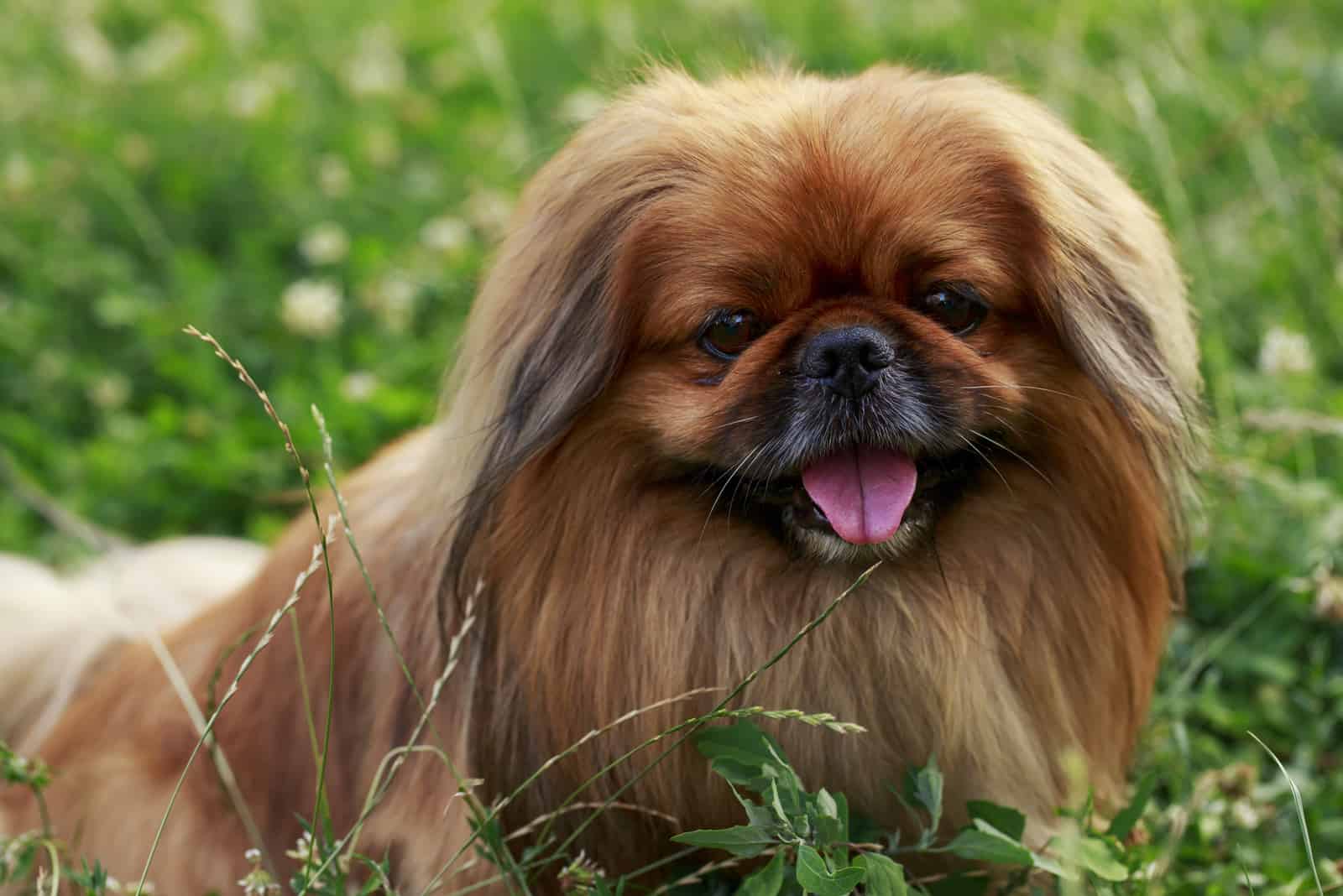 Pekingese Hund auf dem Gras