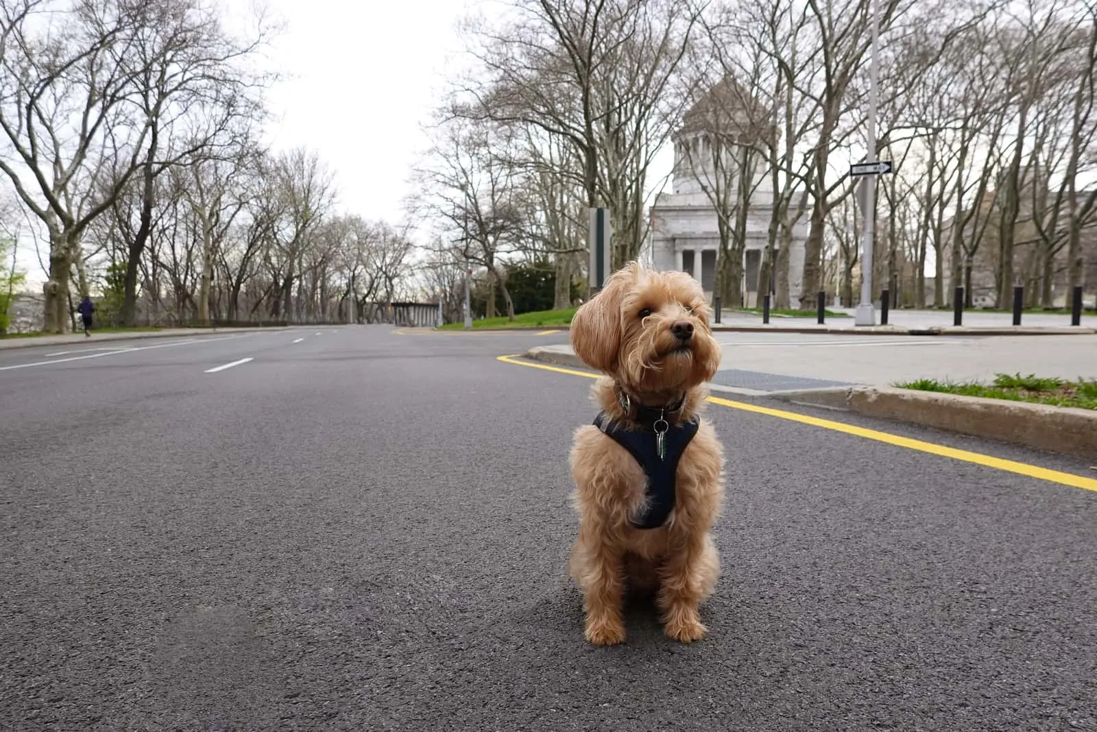Schnoodle Hund draußen auf der Straße