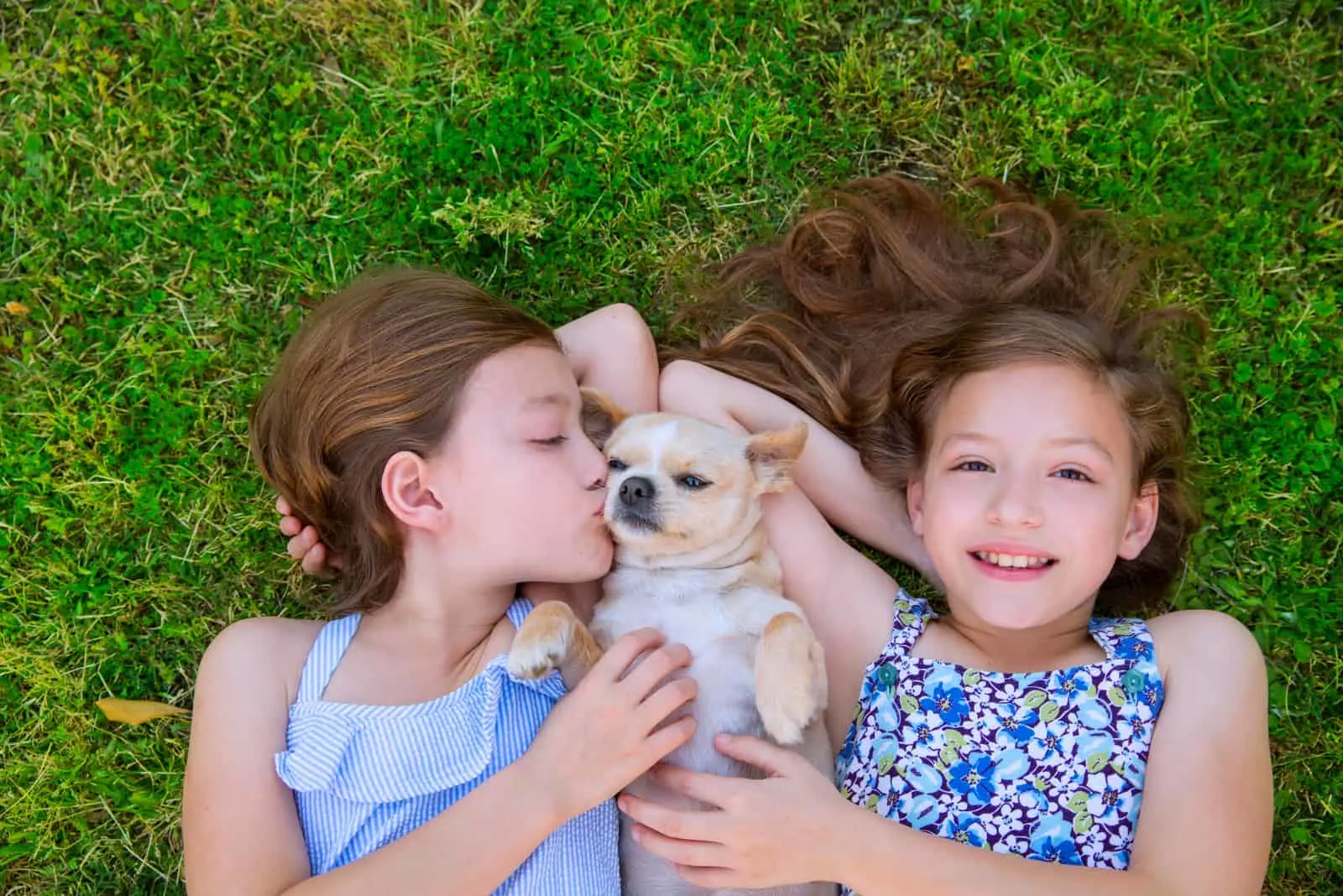 Schwestern, die mit Chihuahua-Hund spielen