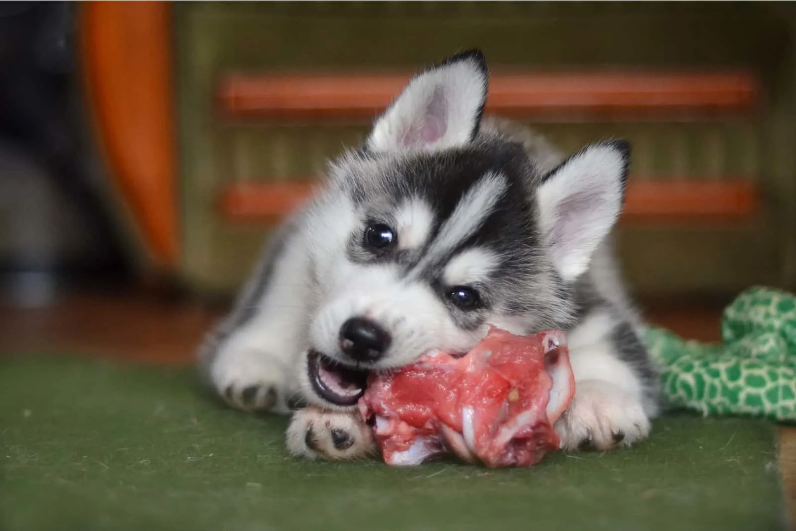 Siberian Husky-Hundewelpe, der einen Fleischknochen isst