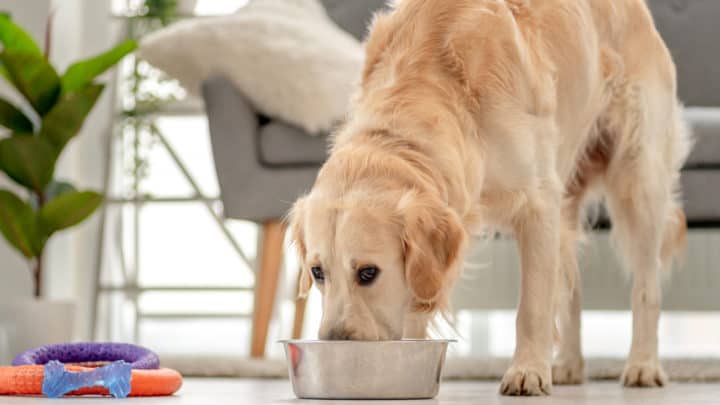 Was essen Hunde? Infos rund um die optimale Hundeernährung