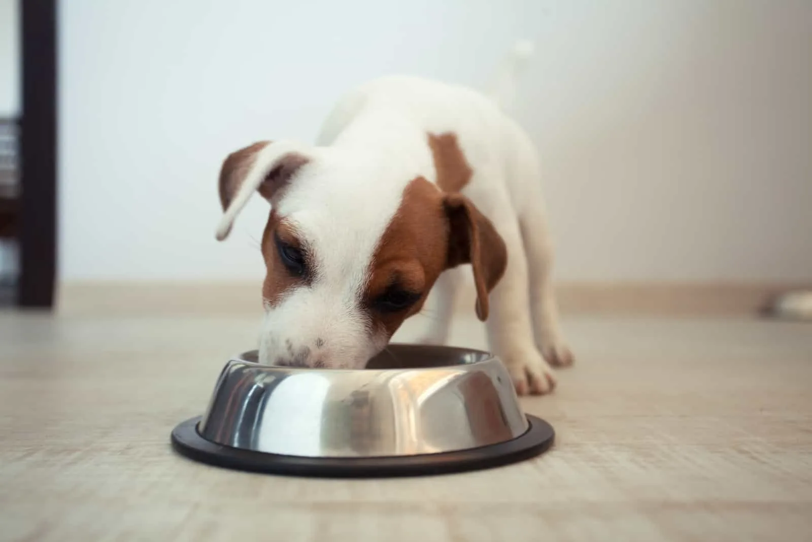 Welpe frisst Essen